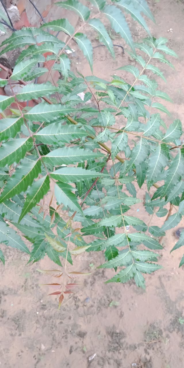 this is a tree help to injuries