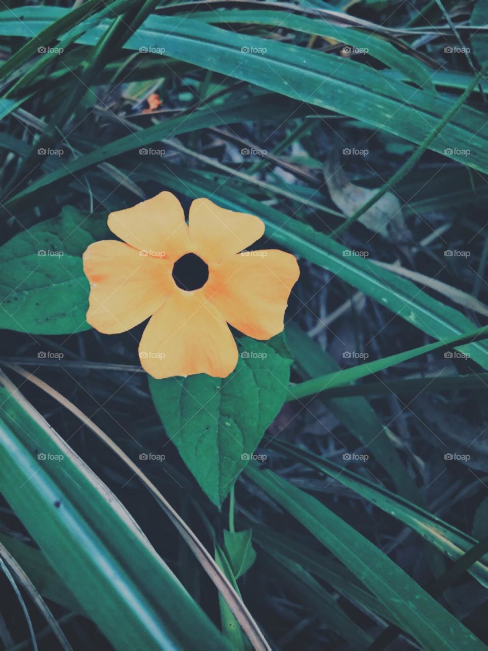 Simples flor amarela. Especie insistente e encantadora.