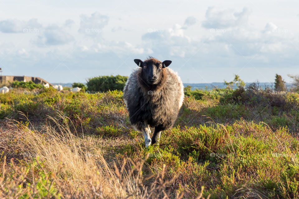 Curious sheep in the field of coastal countryside 