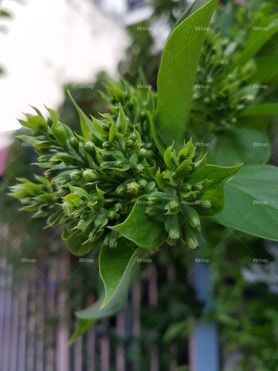 clusters of green