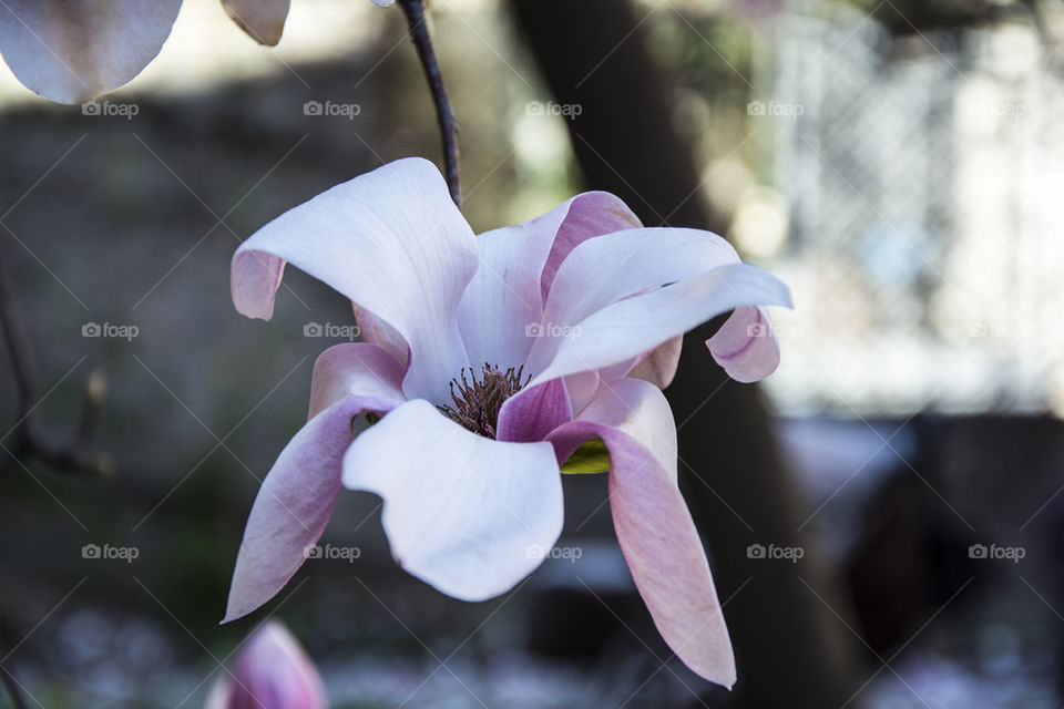 magnolia flower