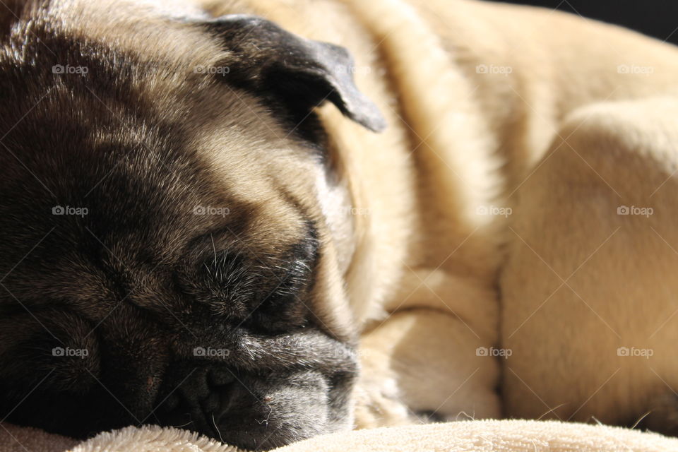 Sleepy time . Our little Boo sleeping soundly.