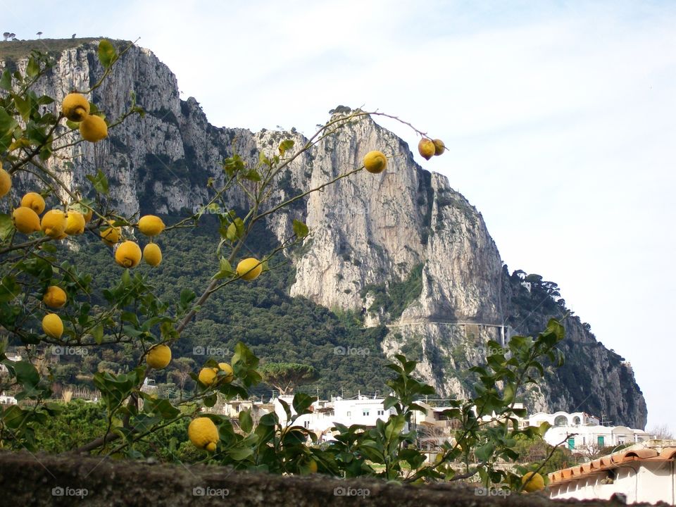 Lemon trees draped over the foreground of this photo with the cliffs of the island of Capri loom in the background 
