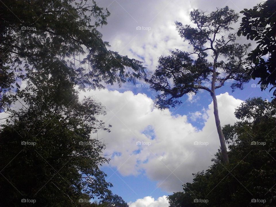 Momento de contemplar o céu no meio da floresta.