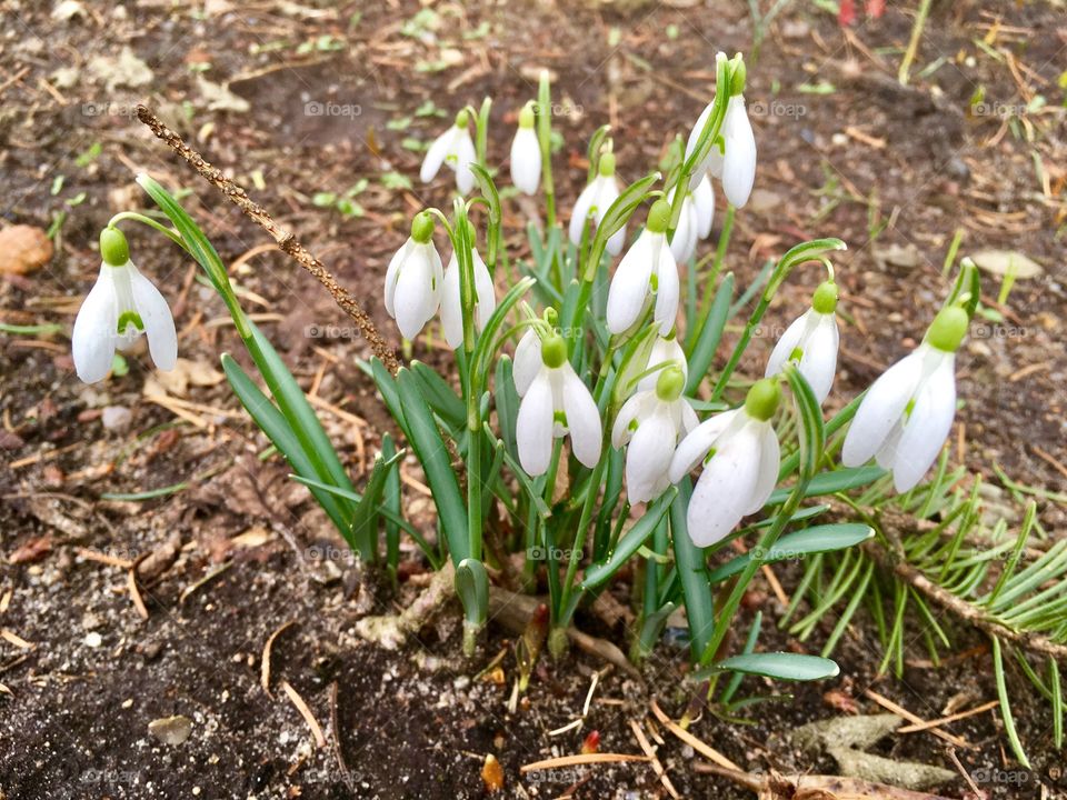 Spring. The first snowdrops