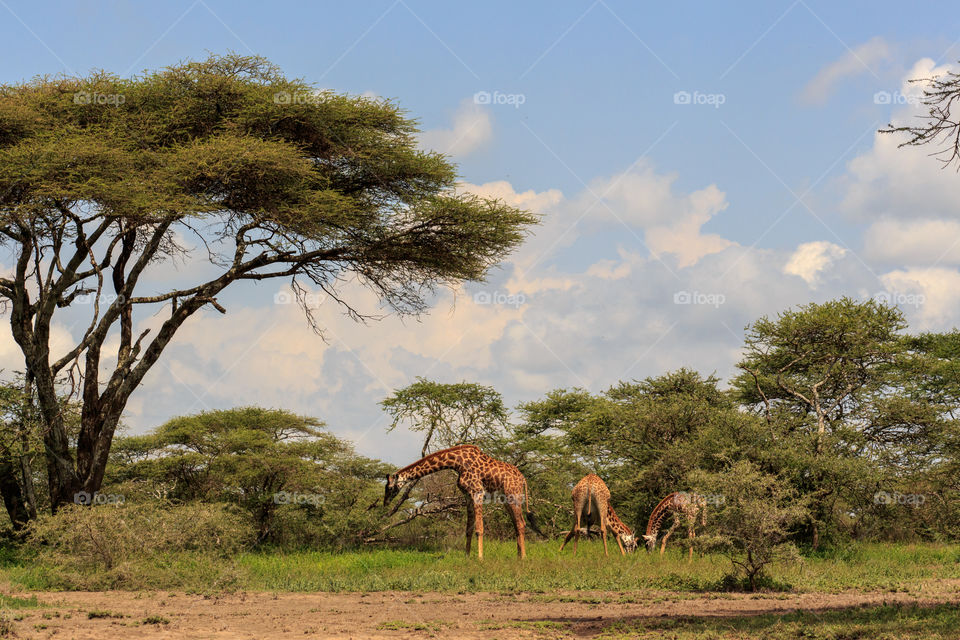 Three giraffes eating bush in the savanna in Tanzania in a sunny day
