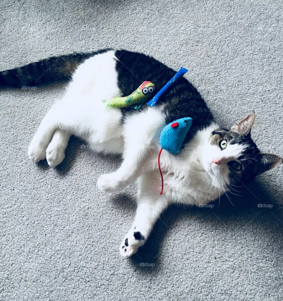 Playtime 