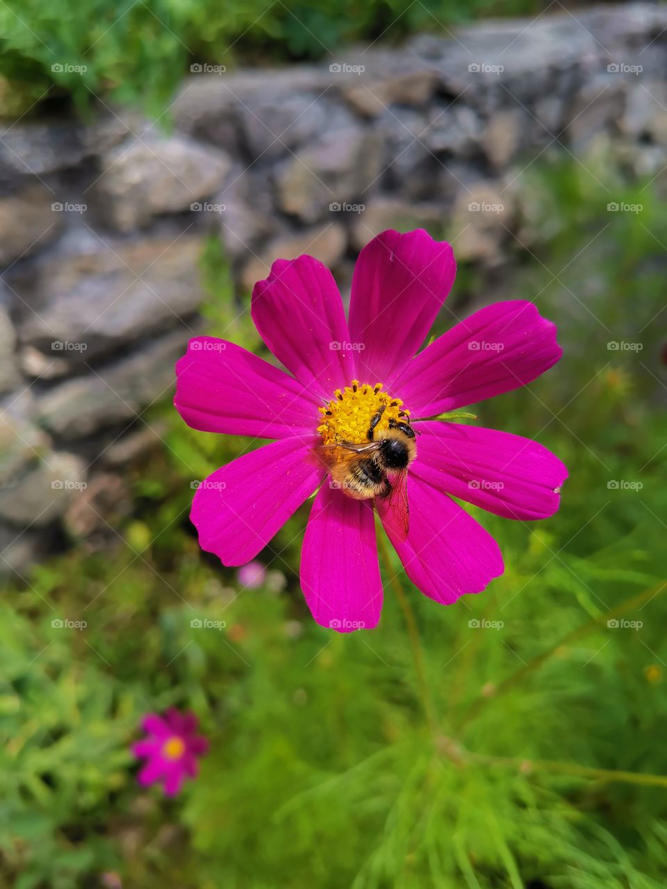 Flor abeja bug flower