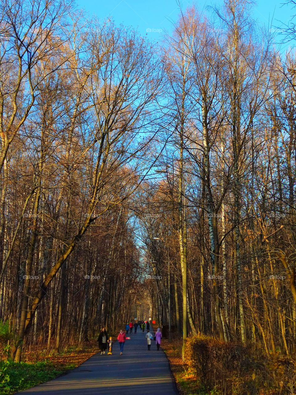 Late fall.  An asphalt road with trees on the sides.  The sun's rays fall on the autumn leaves that lie on the ground.  Blue sky.  People walk calmly in the park