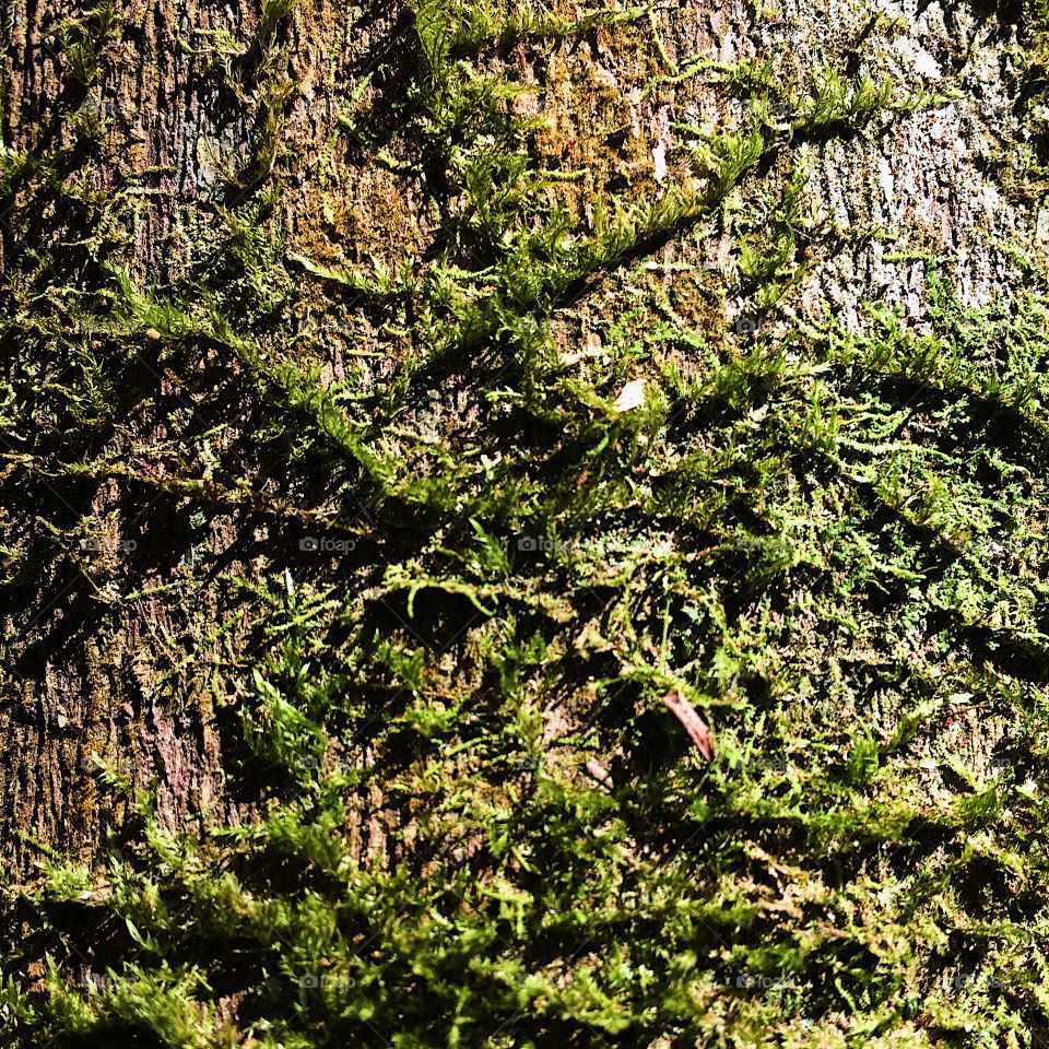 Green moss on old tree