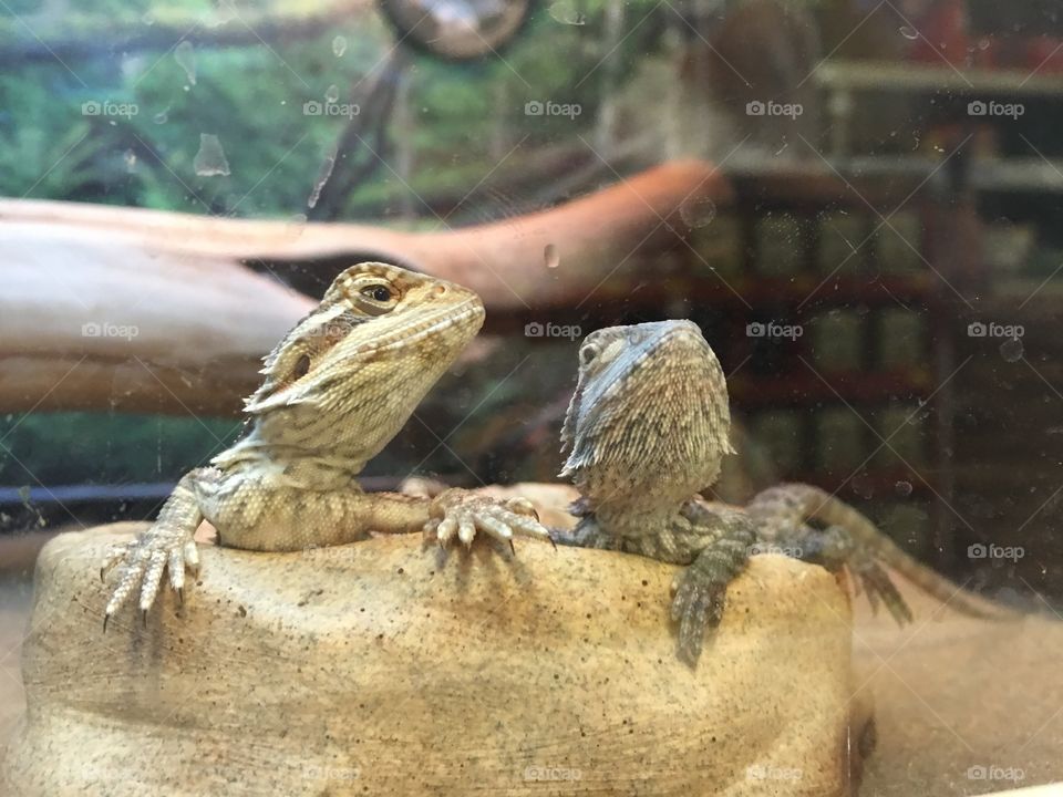 Cutest Pet in the World