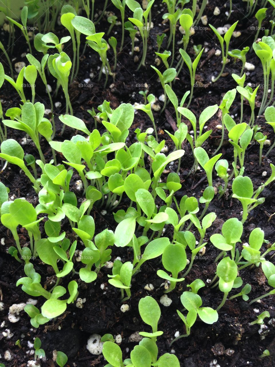 Micro greens. Baby lettuces, perfect green