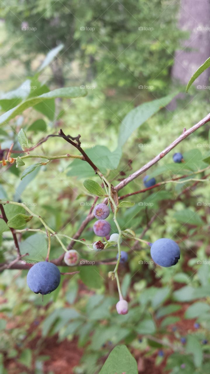 Huckleberries of Cape Cod
