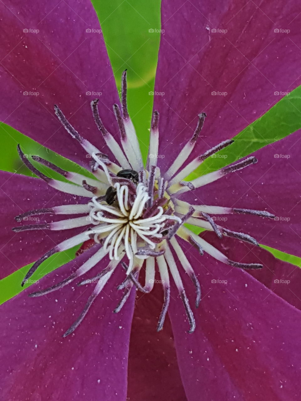 clematis