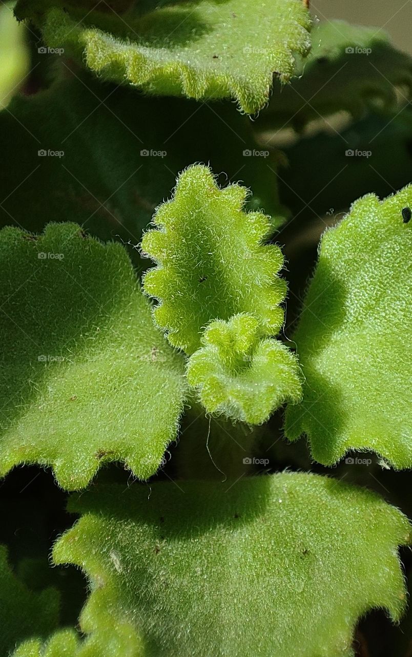 Plants micro photography