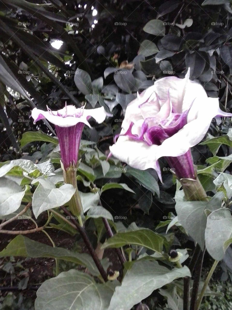 datura flowers
