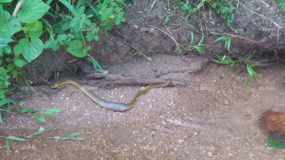 Snake in nature