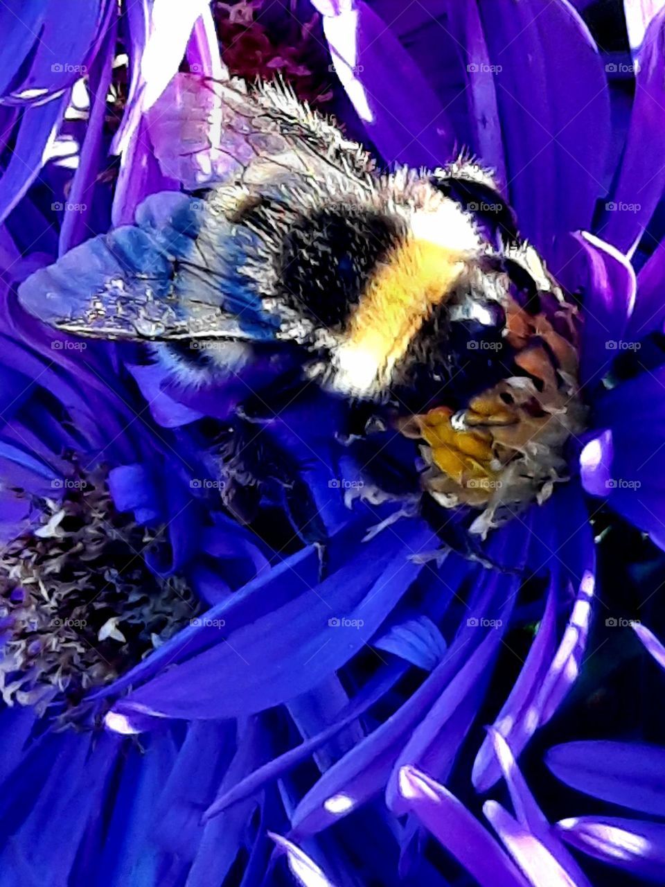 macro of bumblebee on blue aster