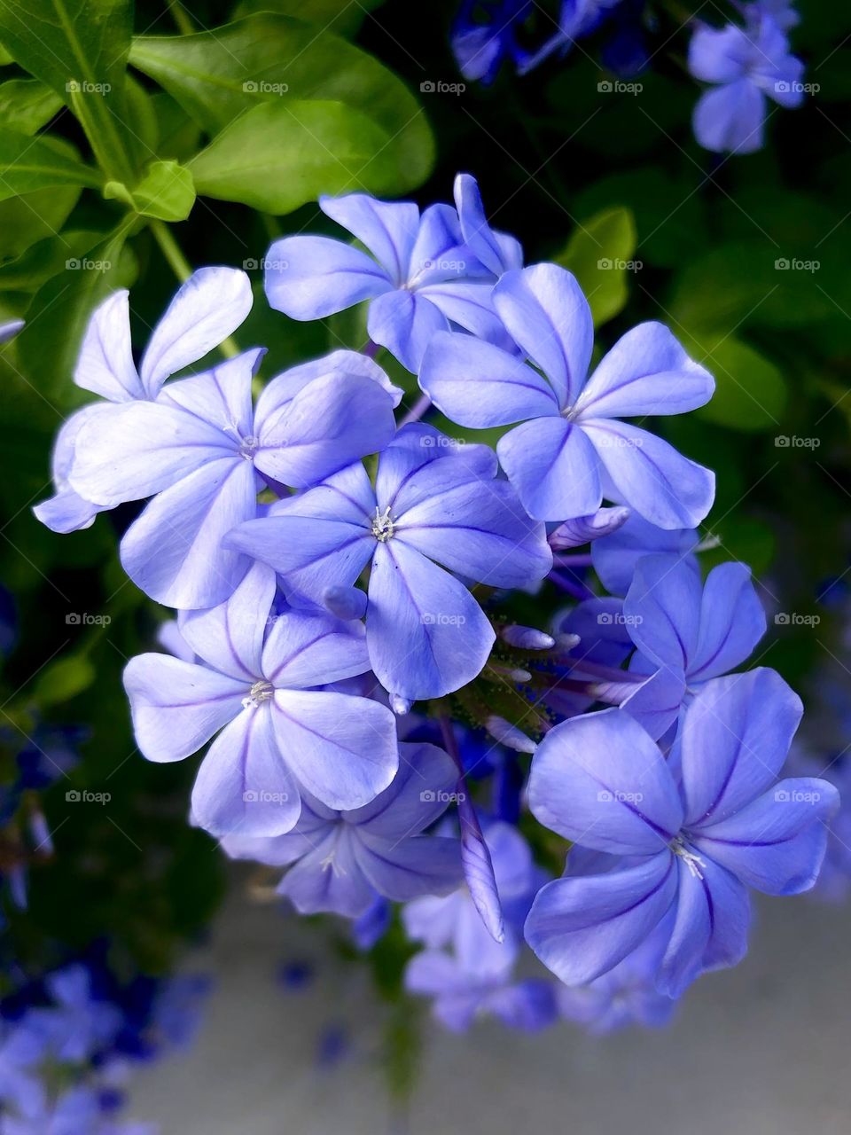 A closeup of Plumbago. Small purple flowers basking in the morning light 💜