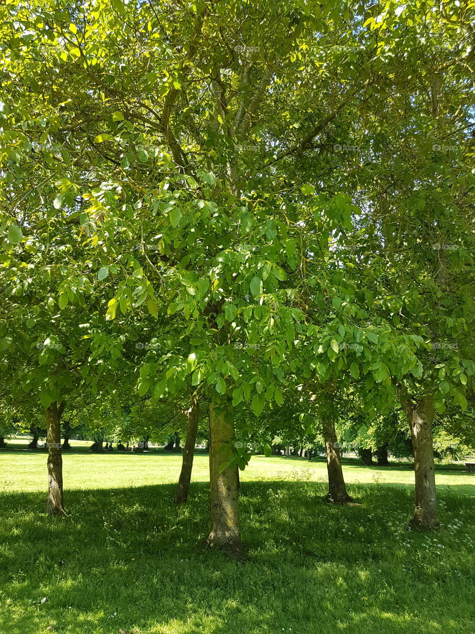 Circle of trees. London, UK...