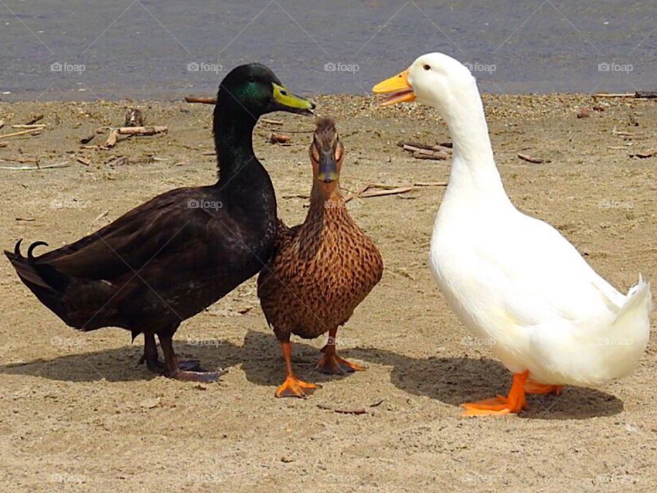 Ducks