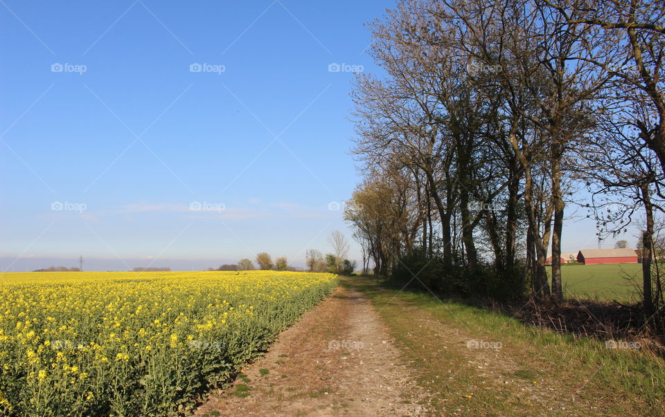 Spring, countryside Skåne, Sweden