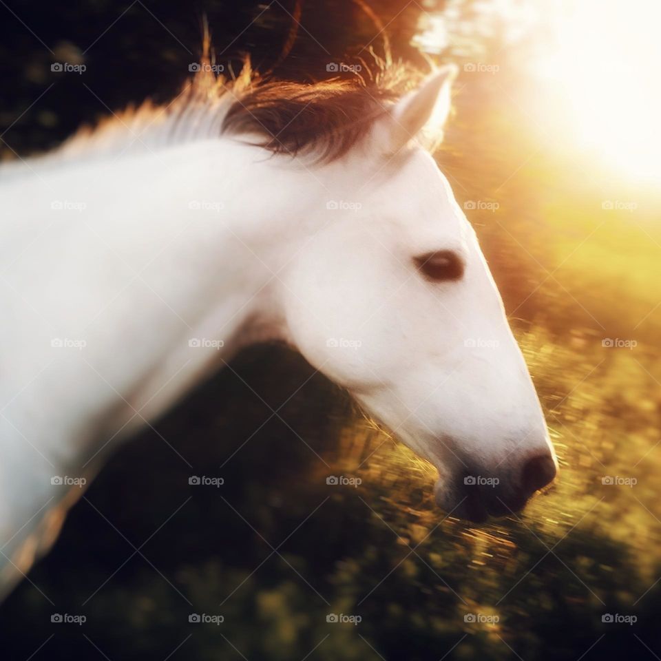 White Horse