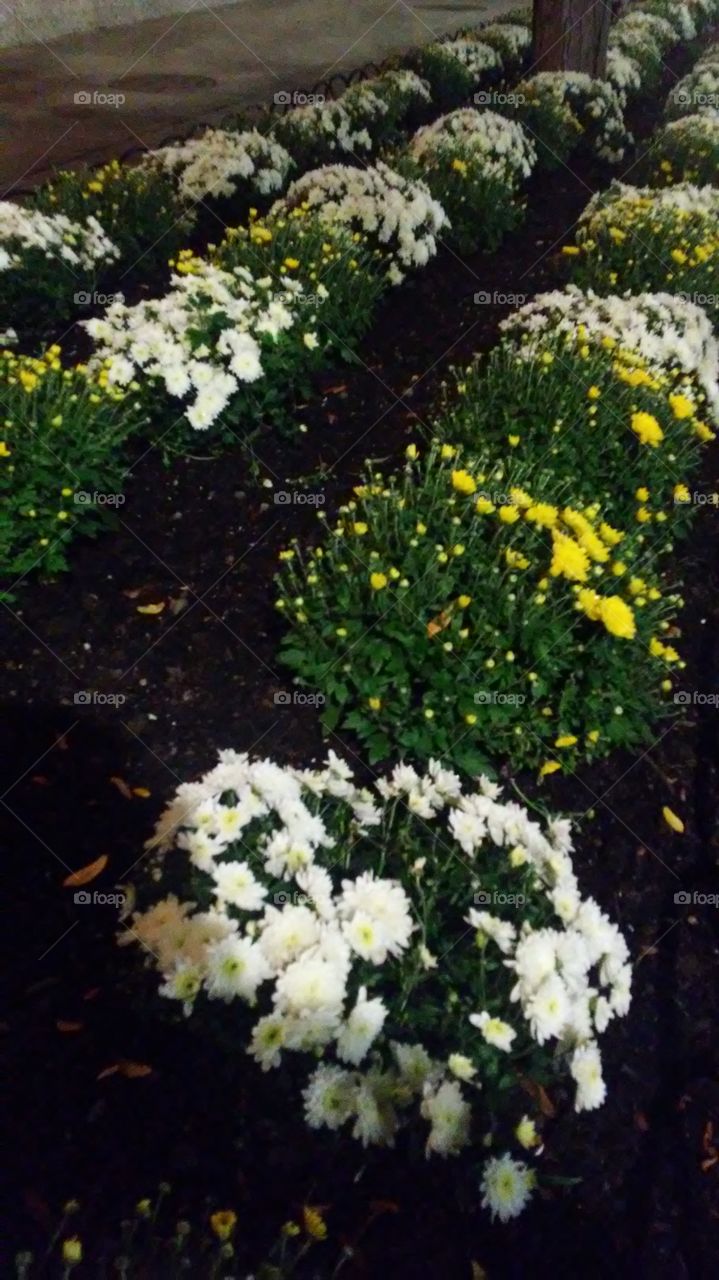 Flower, No Person, Garden, Flora, Blooming