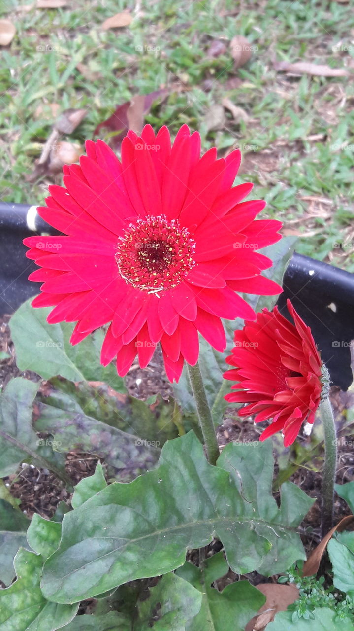 The red flower