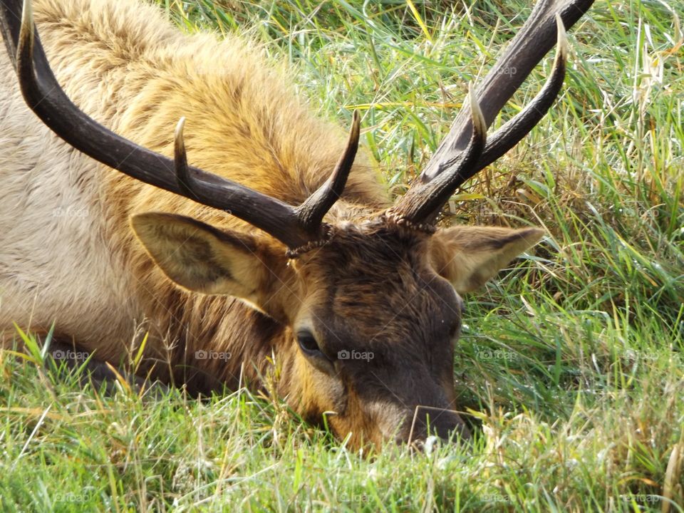 Elk