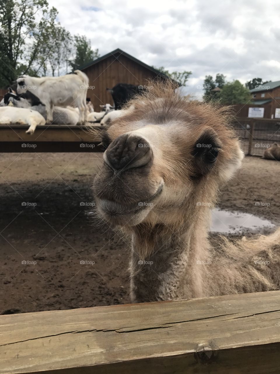 Camel in a goat pin