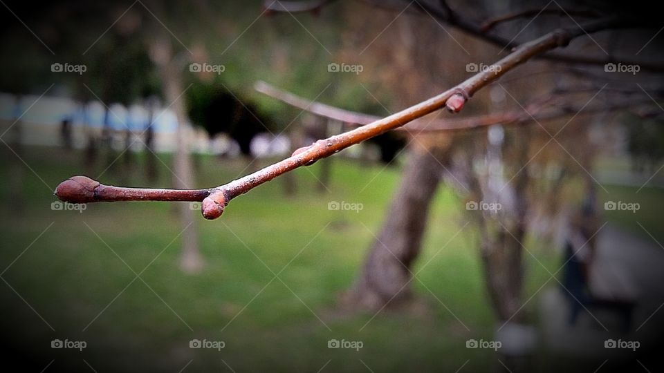Branch for Spring
