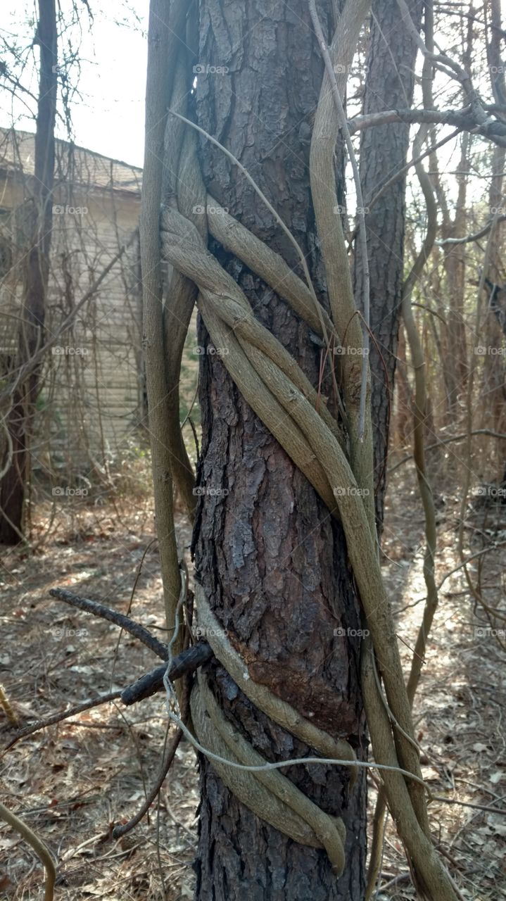 vine choking tree