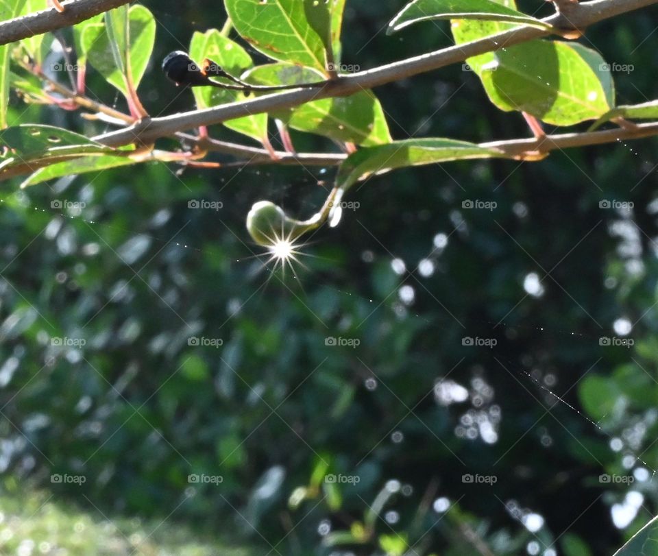 water drop reflection