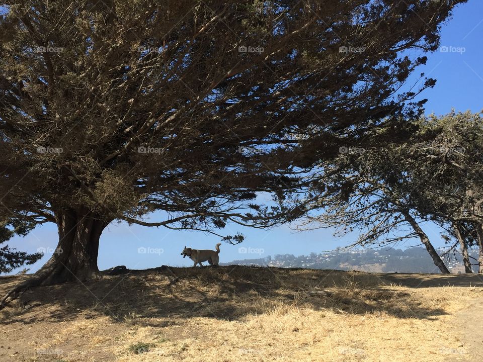 Simba in Richmond, CA on San Francisco Bay coast 