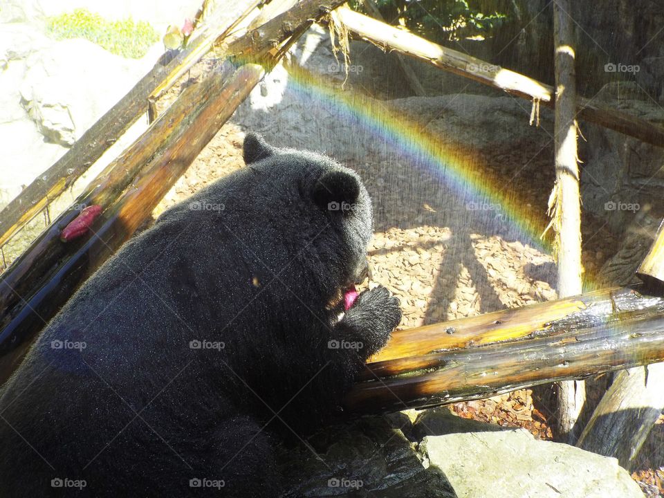 Bear under the rainbow