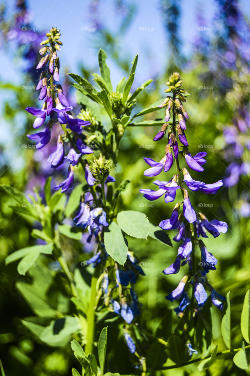 The best miracle of the Earth - flowers!
 
Flowers are the decoration of the earth. Flowers are the decoration of summer. Without flowers, earthly life would lose its charm altogether. Flowers are the smiles of the sun