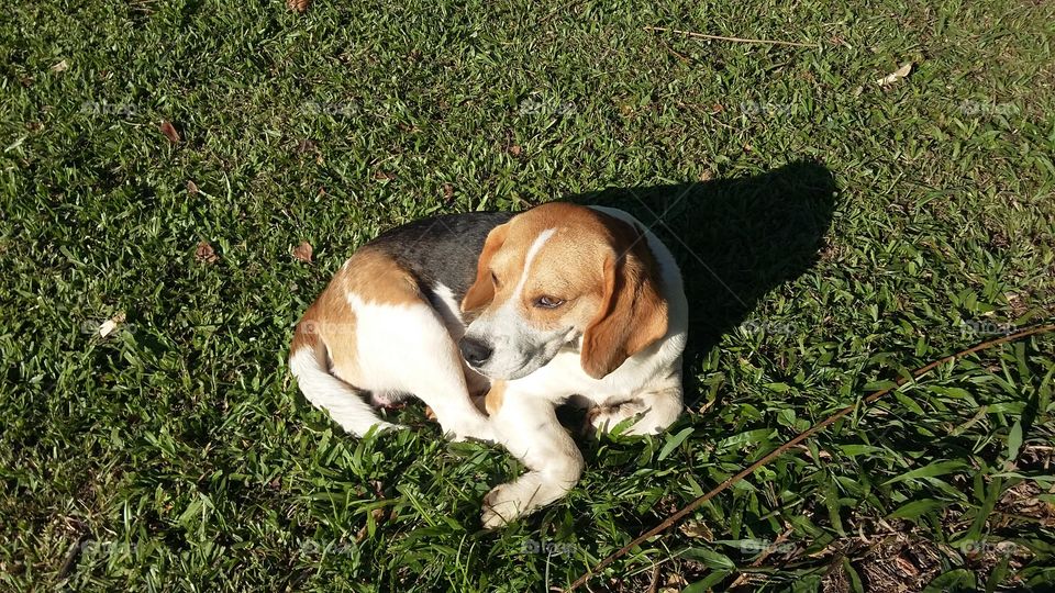 beagle
