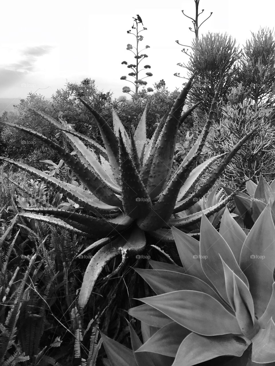 Black and white huge cactus