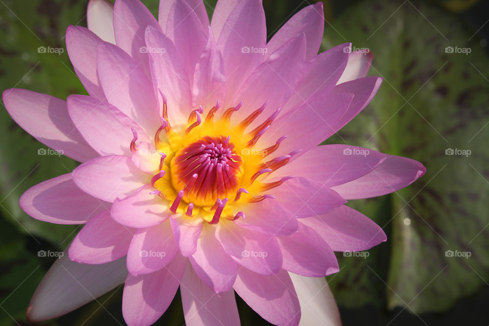 Lotus Flower