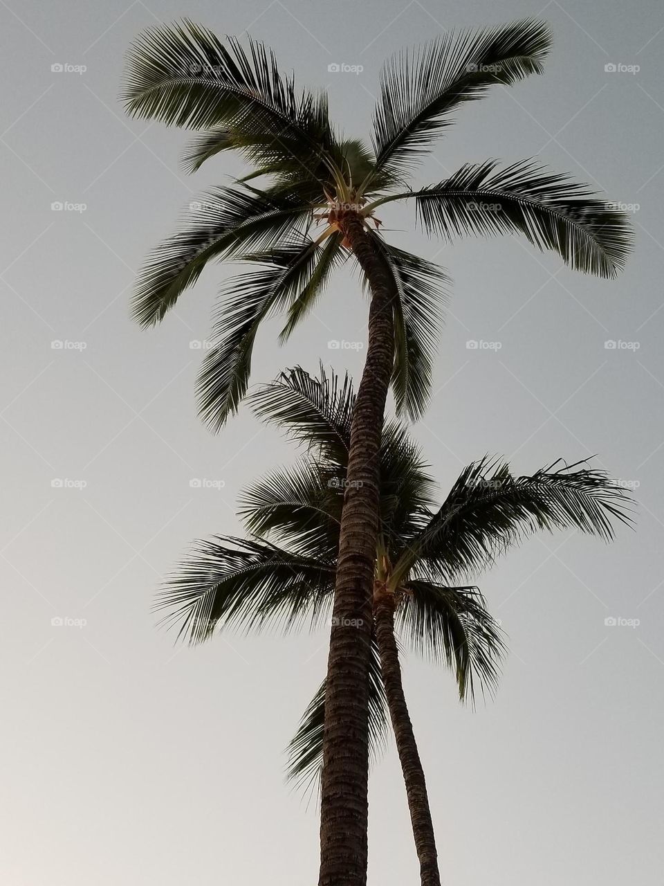 palm trees