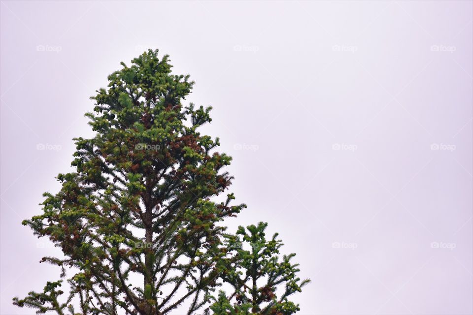 Green pine. / Pinheiro verde.