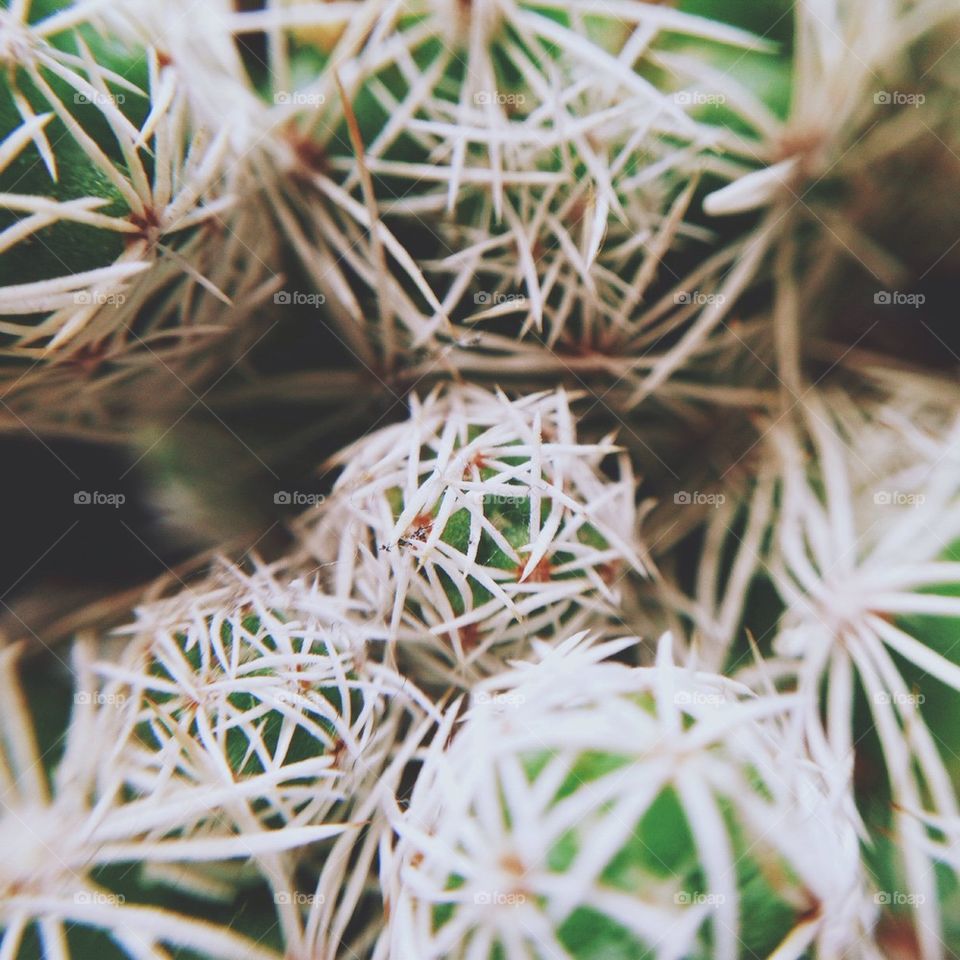 Cacti Field 