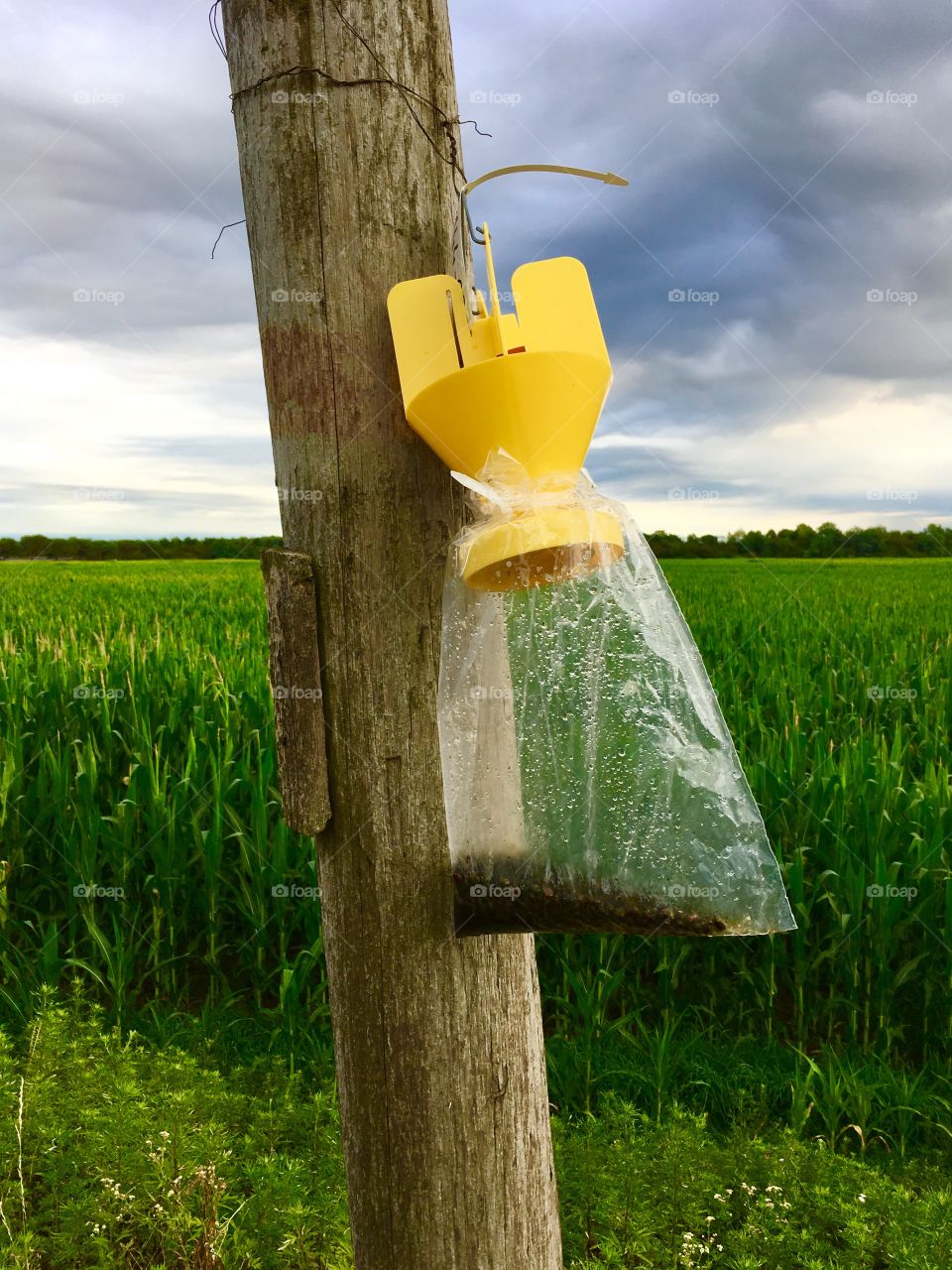 trap for harmful insects photographed near the Regional Park of Ticino, Lombardy