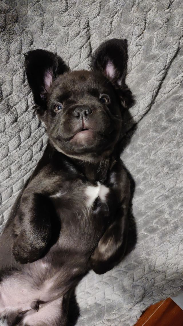 puppy, french bulldog, fluffy french bulldog, Frenchie, fluffy Frenchie, baby, big ears, cute, adorable, soft, cuddly, dog, black, male, stud services available, perro, french bulldogs,