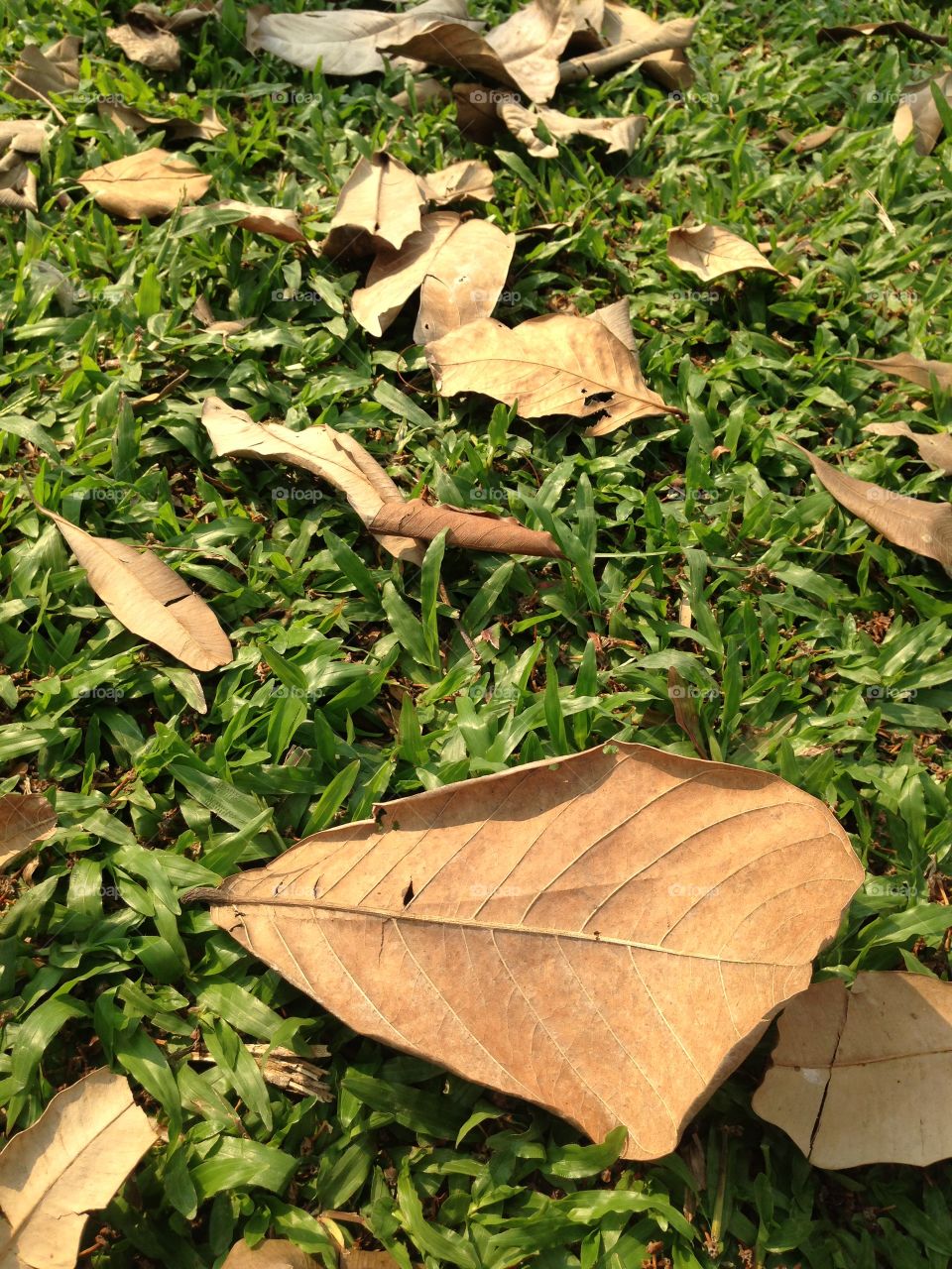 Brown leaves on green grass