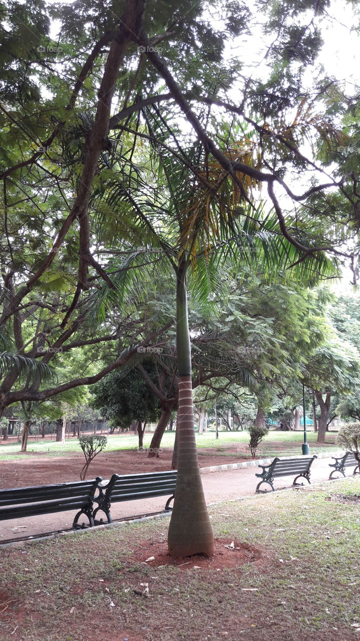 Tree, Wood, No Person, Nature, Leaf