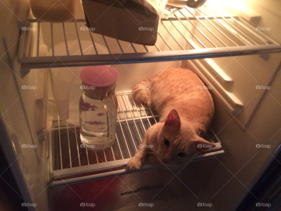 Cat in the fridge