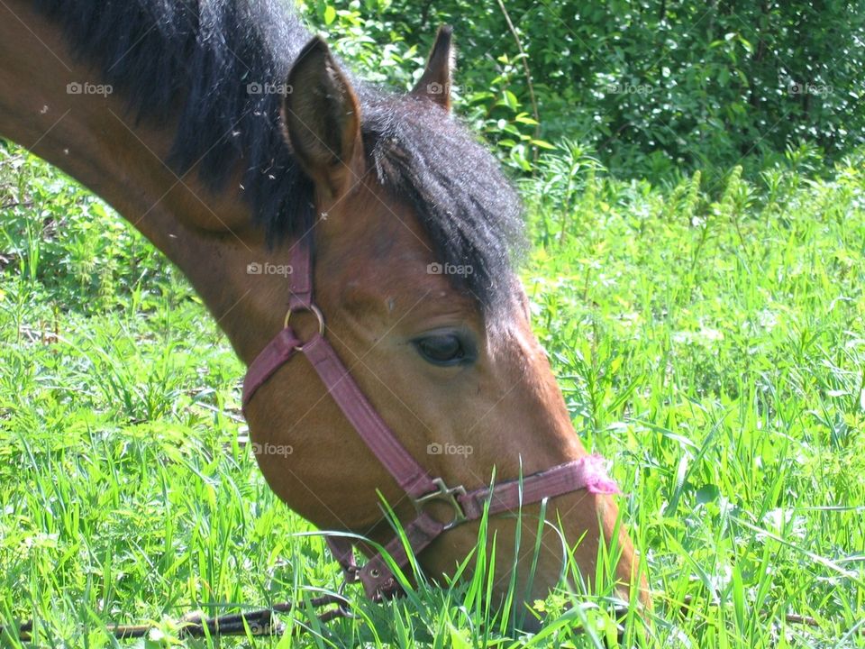 majestic horse