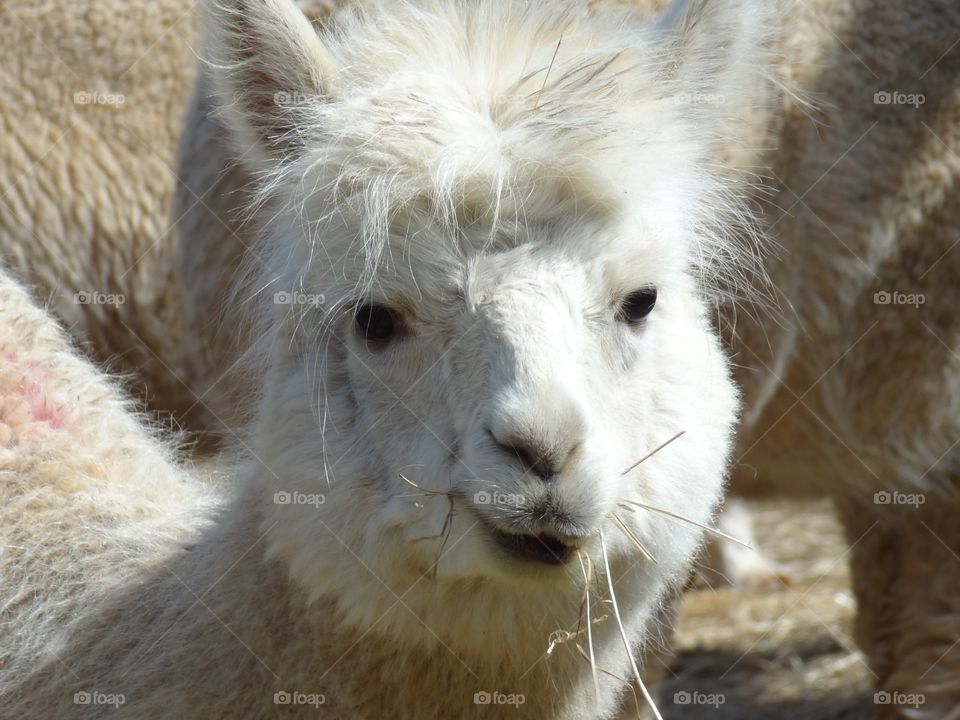 Cute fluffy face 